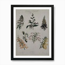Botanical Illustration Of