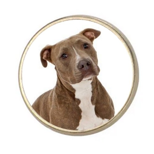Pit bull dog pet silver - bull,