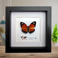 Euphaedra eleus, the eleus