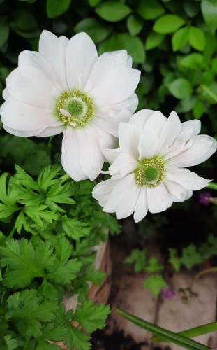 Anemone coronaria white - 20,