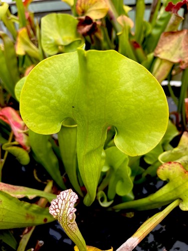 Sarracenia manta ray - manta,