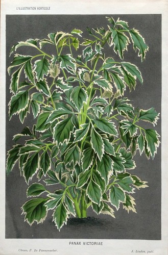 Original antique botanical - original,