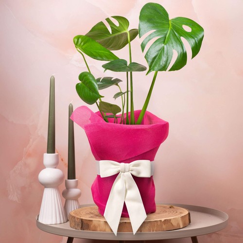 Monstera swiss cheese plant - cheese,