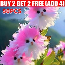 50pcs Rare cat Face Orchid Seeds Dracula Cute Simia Garden Plant Flower Decor