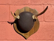 Funky Canadian Bull Moose Antler Mount – Unique Spiker – Gift for Outdoorsmen