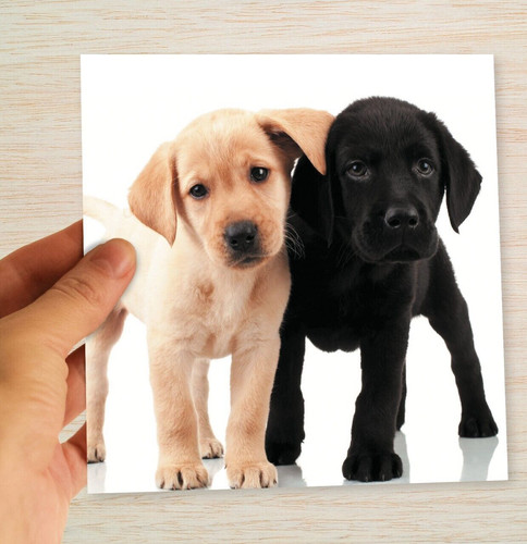 Two labrador pups - two,