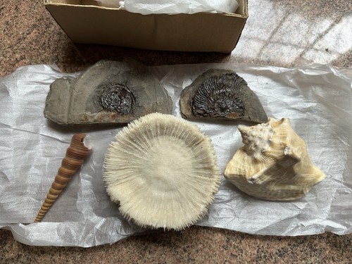 Collection fossils and - of,