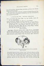 Old Downy Owlets Skull Tengmalm'S 1896 Lloyd Sharpe Birds Great Brita Victorian