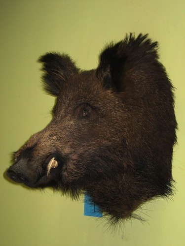 Wild boar head very - boar,