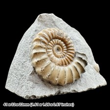 Promicroceras Calcite Ammonite