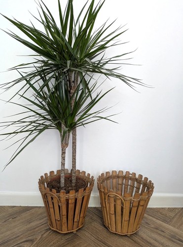 Vintage bamboo cane - bamboo, pot