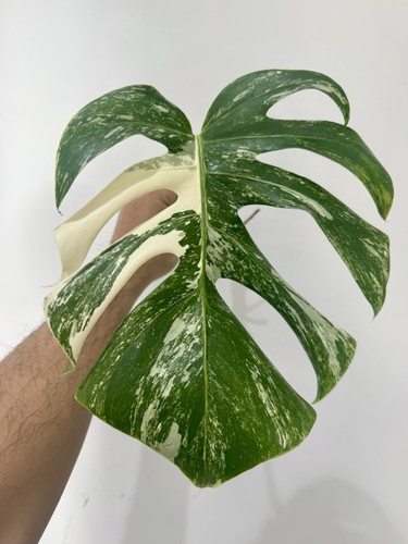 Variegated monstera albo - monstera,