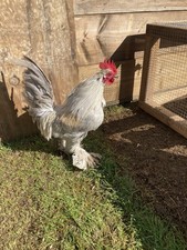 6 X Lavender Millefleurs