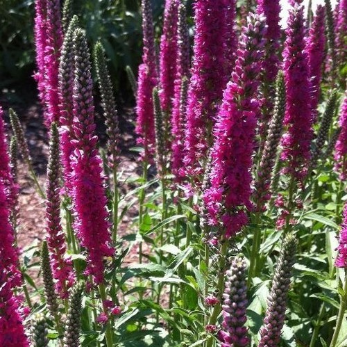 Veronica red fox rotfuchs - red,