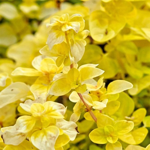 Oregano gold nugget - nugget, yellow