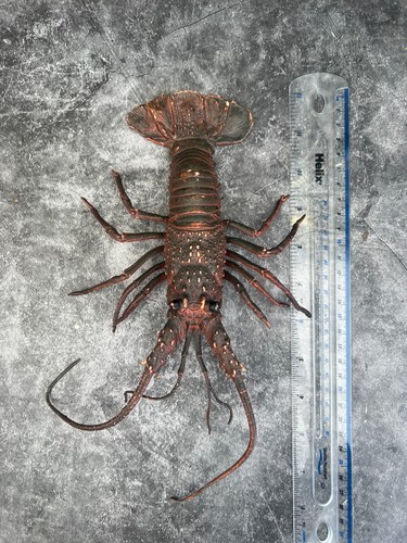 Vintage aaa spiny lobster - spiny,