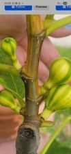 RARE,FIG TREE- "(PANACHE/