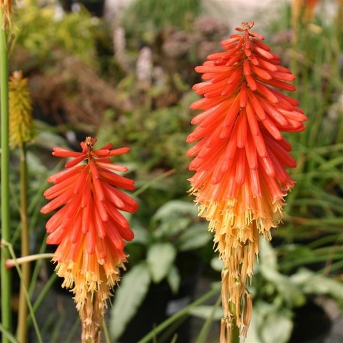 Kniphofia papaya popsicle - popsicle, x5