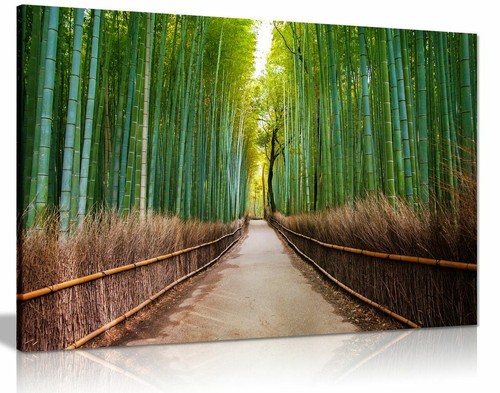 Bamboo forest japan green - bamboo,