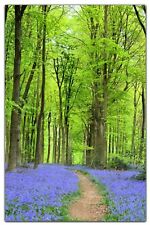 BLUEBELL WOODLAND FOREST CANVAS PICTURE PRINT WALL ART