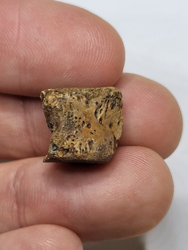 Champsosaur vertebra fossil - vertebra,