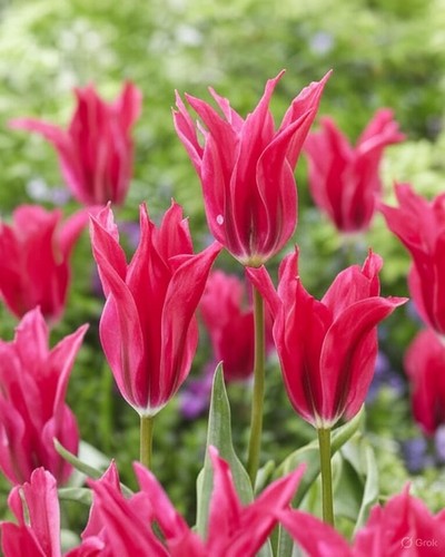 Tulip doll minuet plant - 2x, 'doll's
