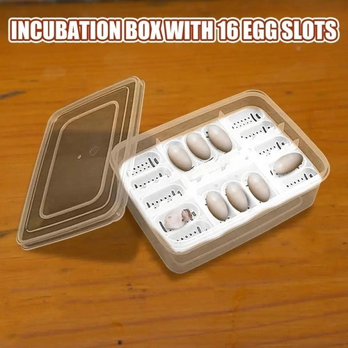 Reptile egg box - box, transparent