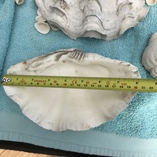 Rare Large Pair Of Genuine Vintage Bear Claw Clam Shells Aquarium Accessory.