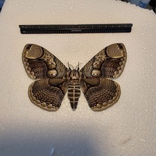 Brahmaea Hearseyi. the owl