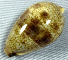 Contradusta Walkeri  Cowrie