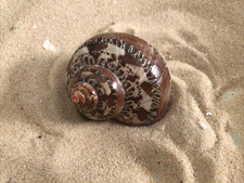 Natural tapestry turbo spiral