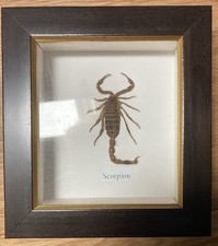 Real Taxidermy Scorpion