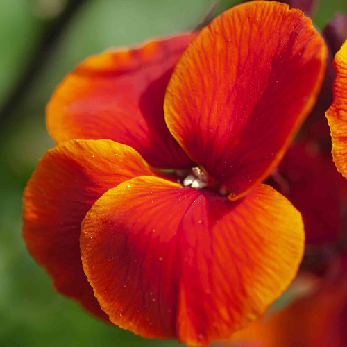 Orange fire king - fire, wallflower