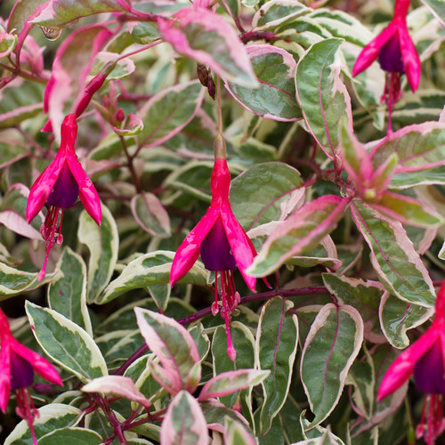 Fuchsia hardy sunray lady - hardy,