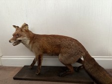 Taxidermy Full Mount Fox See