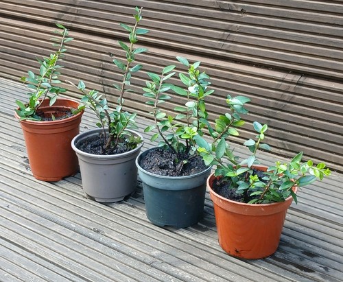 Lonicera nitida hedging box - lonicera,