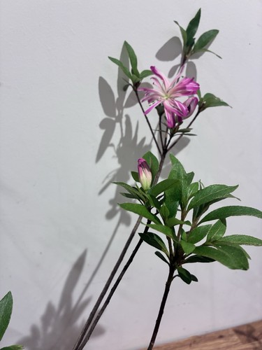 Lovely satsuki azalea - lovely,