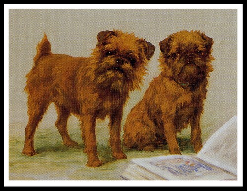 Brussels griffon dogs dog - brussels,
