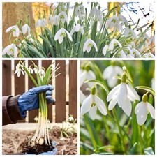 ⭐️Snowdrop Bulbs 100⭐️