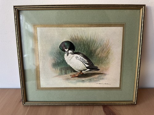 Vintage basil ede framed - vintage, duck