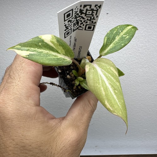 Philodendron gloriosum - philodendron,