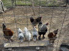 Fun Pen Brahma Hatching Eggs