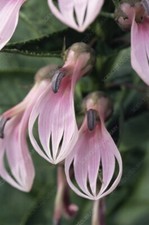 RARE GIANT LOBELIA BRIDGESII