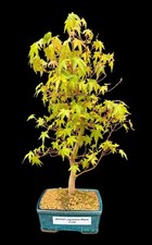Japanese Maple Bonsai Tree BG5041