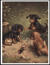 DACHSHUND PUPPIES AND BEETLE