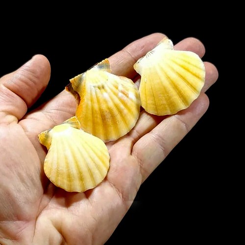Orange scallop seashell - orange,