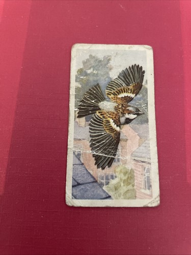 Brooke bond trading card - card, bird