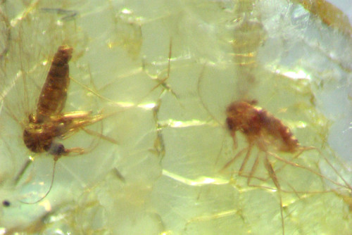 Pliocene amber kenya africa - amber,