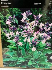 1 HOSTA FRANCEE BARE ROOT