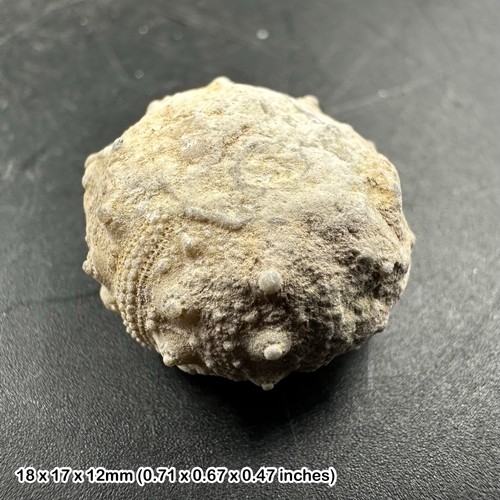 Cidaris sea urchin fossil - urchin,